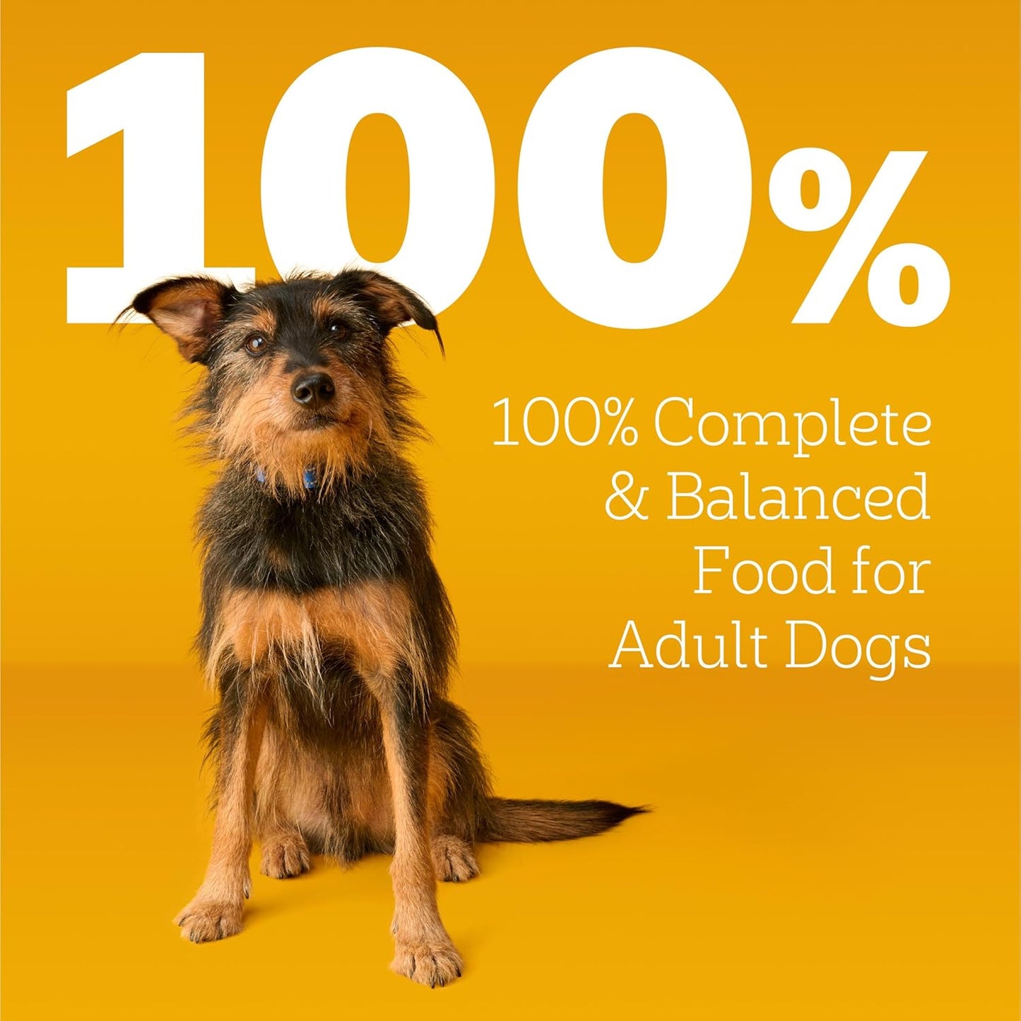 Pedigree Adult Dry Dog Food, Grilled Steak & Vegetable Flavor, 18 lb Bag – Complete Nutrition for Healthy Dogs