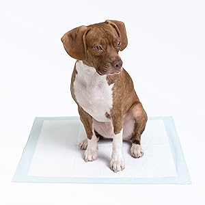 Basics Dog and Puppy Pee Pads, 5-Layer Leak-Proof Super Absorbent, Quick-Dry Surface, Potty Training, Regular (22x22"), 100 Count, Blue & White