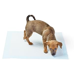 Basics Dog and Puppy Pee Pads, 5-Layer Leak-Proof Super Absorbent, Quick-Dry Surface, Potty Training, Regular (22x22"), 100 Count, Blue & White