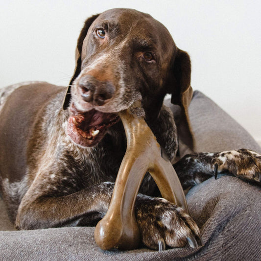 Durable Dog Chew Stick for Aggressive Chewers – Teeth Cleaning & Long-Lasting Toy
