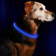 LED Dog Collar – USB Rechargeable Light-Up Safety Necklace