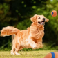 Durable Dog Chew Ball – Tough Bouncy Fetch Toy