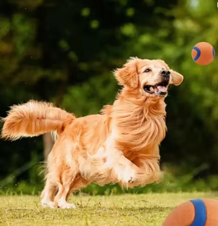 Durable Dog Chew Ball – Tough Bouncy Fetch Toy