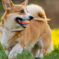 Durable Dog Chew Ball – Tough Bouncy Fetch Toy
