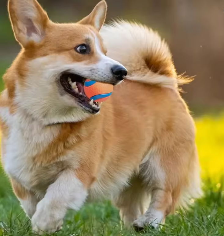 Durable Dog Chew Ball – Tough Bouncy Fetch Toy