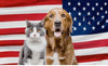 Cat and dog sitting together in front of an American flag